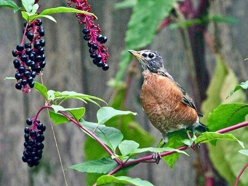 American Robin; Turdus migratorius by phenolog is licensed under CC BY-NC 2.0